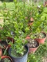 🌿🧡🌱 Лигуструм / Жив плет (Ligustrum ovalifolium), снимка 4
