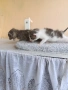 Подарявам две малки котенца , снимка 10