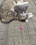 Подарявам две малки мъжки котенца. , снимка 2