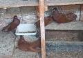   продавам  плевенски гълъби, снимка 6
