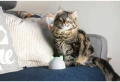 Sure Petcare Hub – Wi-Fi Хъб за Sure Petcare Connect устройства, снимка 5