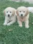 Golden retriever /puppies , снимка 8