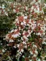 Абелия Грандифлора Прострата, Аbelia Grandiflora Prostrata!!!, снимка 6
