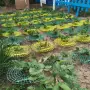 Повдигната поставка за ягоди 3700, снимка 6