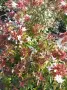 Абелия Грандифлора Прострата, Аbelia Grandiflora Prostrata!!!, снимка 5