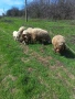 Три броя овце. , снимка 4