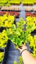 Евонимус Ауреа, Euonymus Japonica Aurea, снимка 7