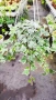  Кошница с Бръшлян Бяло чудо, Hedera helix White Wonder, студоустойчив, снимка 2
