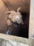 Продавам кученца порода Пудели, снимка 5