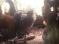 Домашни петли, снимка 12