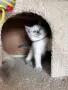 Британски колорпойнт котенца – 2 момичета и 1 момче, снимка 4
