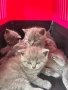 Британски котенца, снимка 2