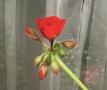 Сортово мушкато Ainsdale Duke Актуални снимки, снимка 3