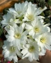 Кактус вид Echinopsis Hybrid бял лебед, снимка 1