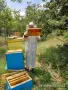 Продава се работещо пчеларско стопанство - област Пловдив, снимка 2