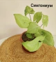 Комплект оm 12 Стайни Растения (Вкоренени), снимка 9