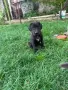 Кученца Немски Дог , снимка 4