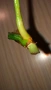 Резник philodendron Sodiroi , снимка 2