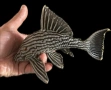 L190 pleco 20см, снимка 1