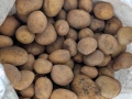 Картофи сорт Сорая, за консумация и семе, снимка 2