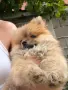 Померани на 2 месеца, снимка 4
