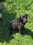 Cane Corso , снимка 3