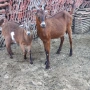продавам 3 кози и 5 ярета, снимка 7