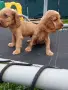 Английски кокер шпаньоли, снимка 1