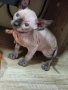 Канадски сфинкс, котенца, снимка 4