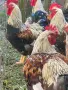петлета катунски,Петел,Петли, снимка 1