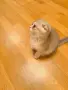 🐾 Чистокръвни котенца Scottish Fold – Golden & Silver 🐾, снимка 7