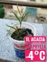Продавам разсад от евкалипт и австралийска акация, снимка 11
