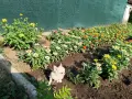женско чихуахуа. , снимка 6