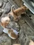 4 малки котенца, снимка 3