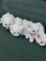Котки, снимка 1