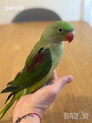 Ръчно хранен Голям Александър