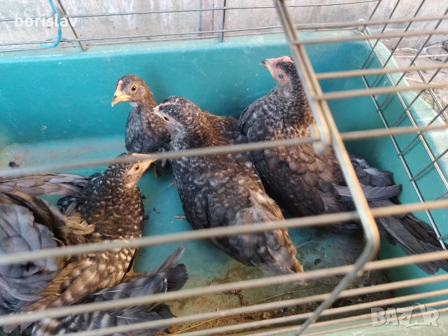 Продавам ярки шабо, снимка 5 - други­ - 55156699