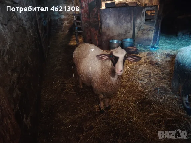 Продавам  агнета