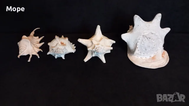 Лот морски раковини , снимка 3 - Декорация за дома - 48272673