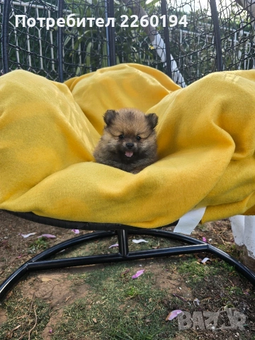 Померан Померанче, снимка 4 - Померан - 54343891