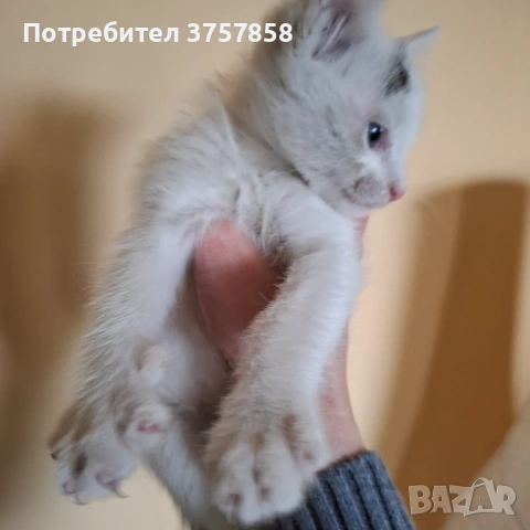  Мъжко коте, снимка 5 - Други - 54383344