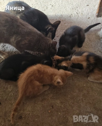 Подаряват се малки котенца, снимка 4 - Други - 55022378