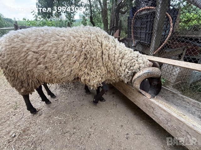 Овне-Кочове...., снимка 8 - Овце - 55223223