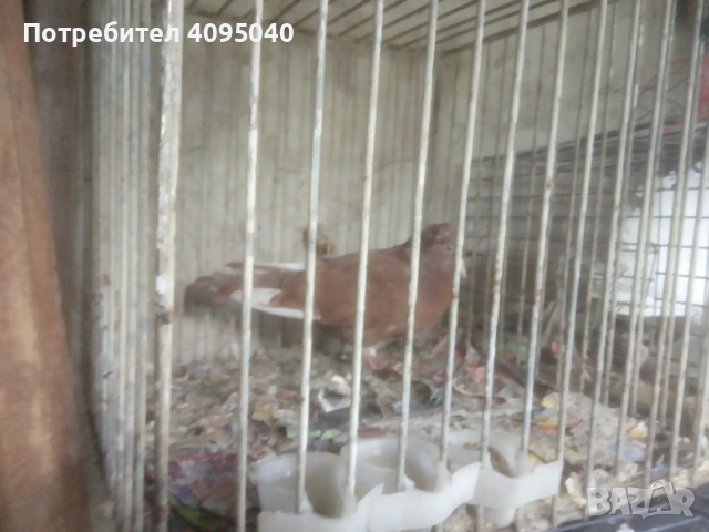 Продавам гълъби, снимка 7 - Гълъби - 51379486