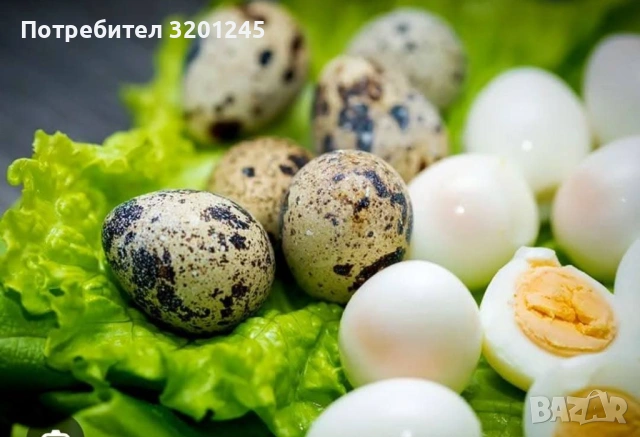 Продавам пъдпъдъци на 7 месеца , снимка 5 - Други - 54685630
