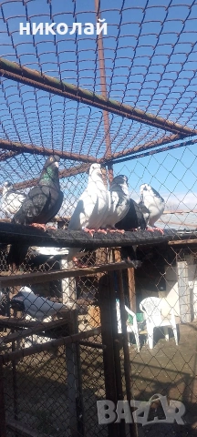 пазарджишки гълъби , снимка 4 - Гълъби - 54279219