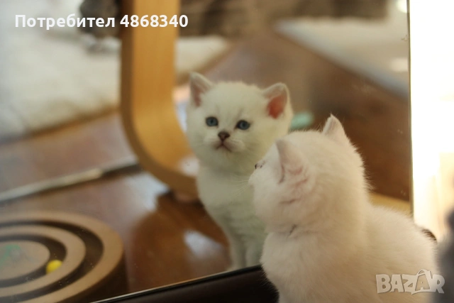 Британски късокосмести котенца – Silver Shaded, Golden Shaded и Colourpoint, снимка 4 - Британска късокосместа - 55063942