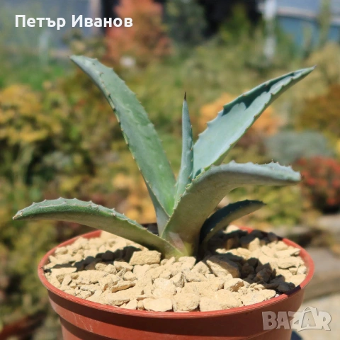 Мангаве и агавета, снимка 5 - Градински цветя и растения - 54164179