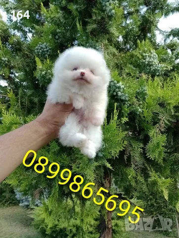 Померани. Реални снимки от 27.07.26 г., снимка 3 - Померан - 55429045