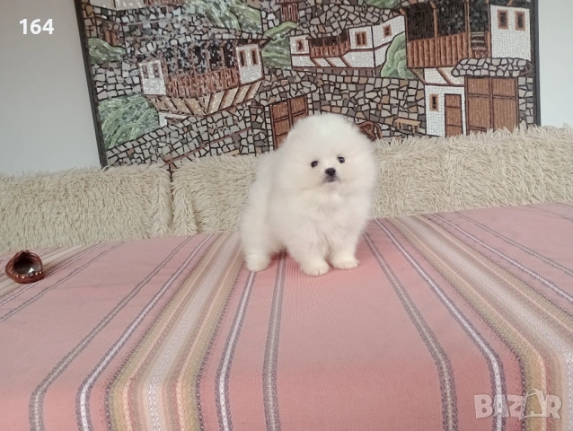 Мъжки бял Померан. Реални снимки !!! Изпращам клипове! , снимка 4 - Померан - 54011613